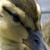 Ducklings